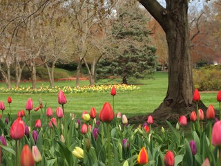 urban community garden park in Baltimore Maryland. Annual tulips and blooming springtime trees. An...