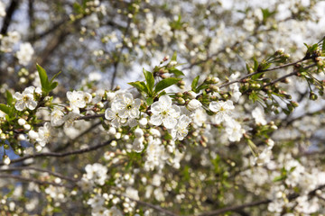 White cherry flowers