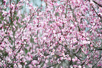 Pink sakura flower in the garden