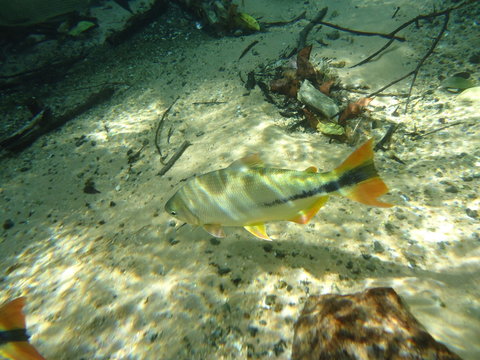 Bonito Acua Tour At Brazil