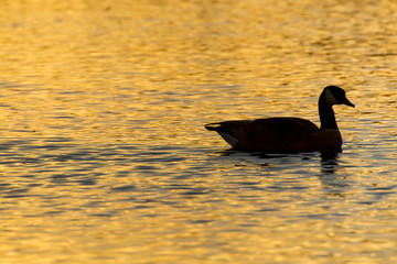 Canadian Goose Silhouette on Lake at Dusk
