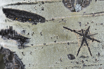 Aspen Tree Bark With Star Shaped Scar