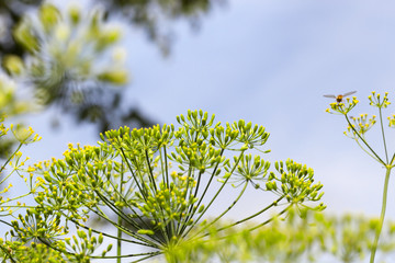 green dill in a field