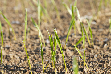 green shoots of wheat cereal