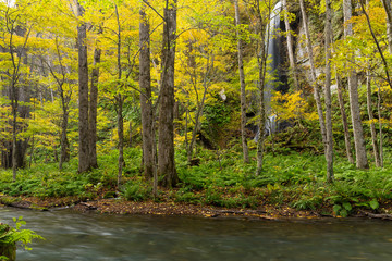 Oirase Gorge Stream in Autumn