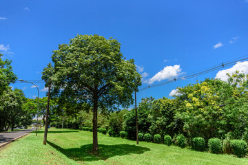 Green trees with green grass, poles with wires, highway and blue sky with white fluffy clouds at hot sunny summer day