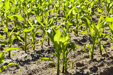 Field of green corn