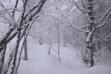 Snowy forest on North slope Aibga Ridge Western Caucasus