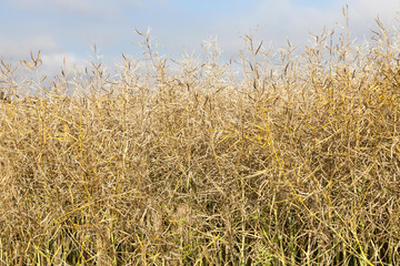 maturing field with rape