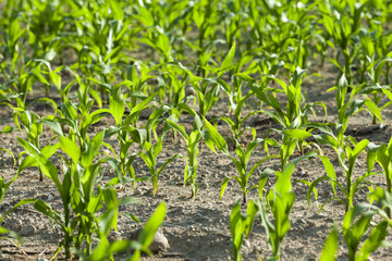 Field with corn