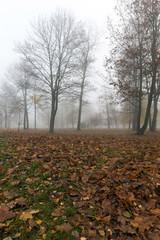Fog in autumn season