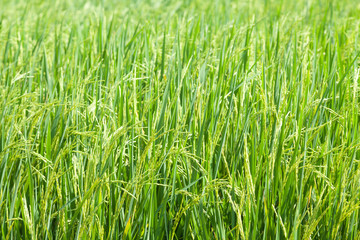 Fototapeta na wymiar Rice in the rice fields