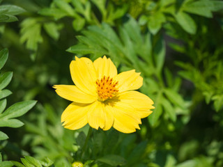 Sulfur Cosmos.Yellow Cosmos