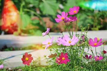Cosmos flowers abstract landscape background. Beautiful cosmos flowers and soft focus 