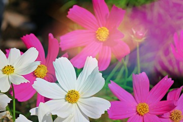Closeup pink and white cosmos flowers abstract background. Beautiful cosmos flowers and soft focus