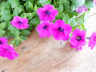 pink flowers on the old wooden background