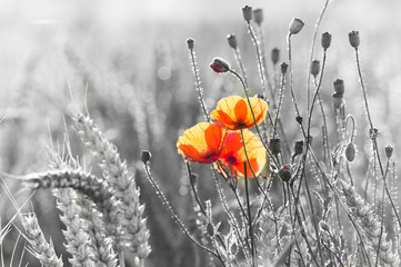 Obraz premium Wildflowers poppies