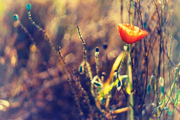 Wildflowers poppies