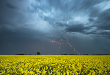 lightning striking in the rape field at night