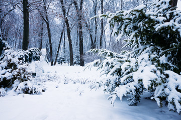 Fototapeta na wymiar Snow-covered branches Thuja