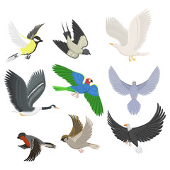 Set of different flying birds vector illustration.