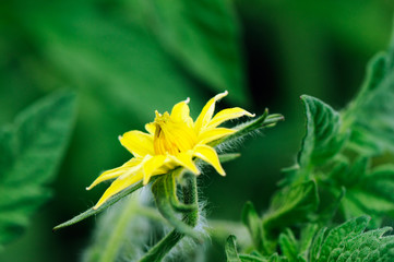 Blowing tomato flower background