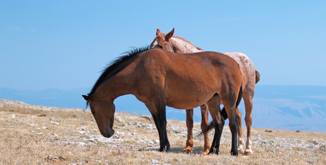 Red Roan Band Stallion with his Bay Mare on Sykes Ridge in the Pryor Mountains on the Wyoming Montana state line