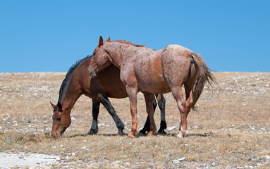 Red Roan Band Stallion with his Bay Mare on Sykes Ridge in the Pryor Mountains on the Wyoming...