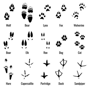 Wildlife animals, reptiles and birds footprint, animal paw prints vector set
