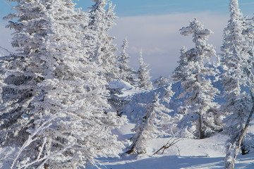 Beautiful winter landscape with trees