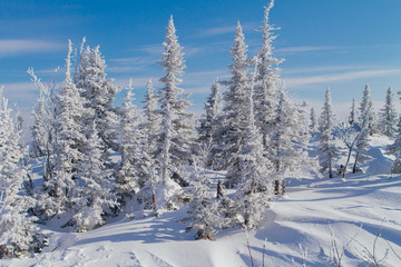 Beautiful winter landscape with trees