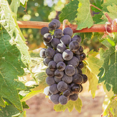Wine grapes in vineyard before autumn harvest