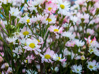 Beautiful white cosmos flowers