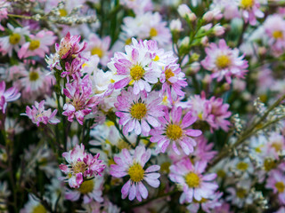 Beautiful white cosmos flowers