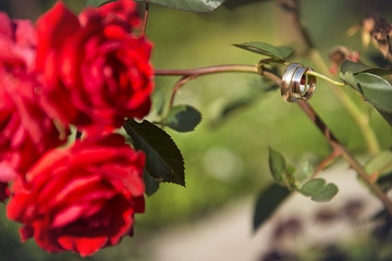 wedding rings on the stem of a red rose