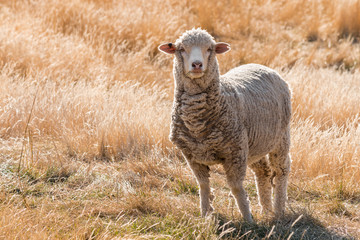 Naklejka premium merino sheep standing on grassy hill