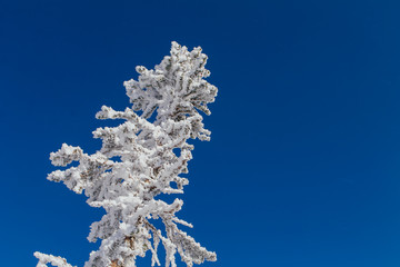 Pine tree branches covered with white snow and ice.