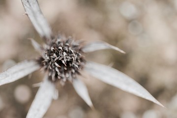 Dry flower