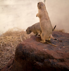 Prairie dog standing upright