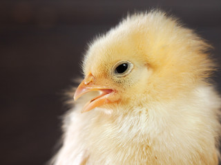 Portrait of a newborn chick. Chicken with white and yellow feathers, a pink beak