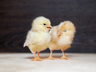 Two baby Chicks. Chicken with white and yellow feathers, a pink beak