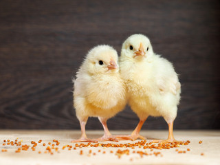 Two baby Chicks. Chicken with white and yellow feathers, a pink beak