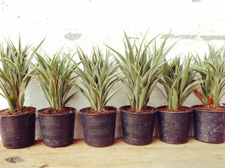 green leaves on grung wallpaper background