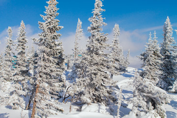 Beautiful winter landscape with trees