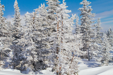 Beautiful winter landscape with trees