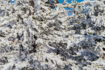 Pine tree branches covered with white snow and ice.