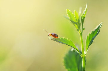 closed up insect  walk on Tree Top