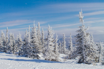 Obraz premium Beautiful winter landscape with trees