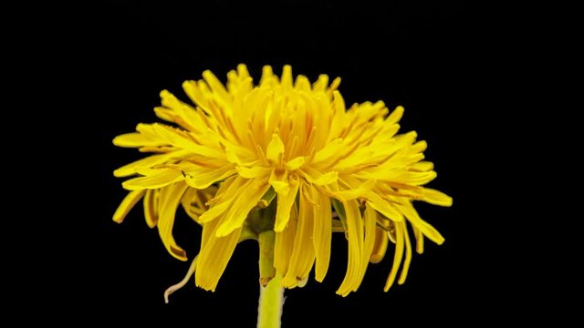 Dandelion flower timelapse isolated, encoded with photo png, transparent background