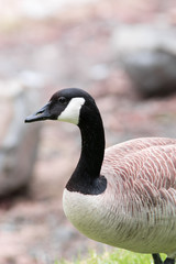 Wildlife